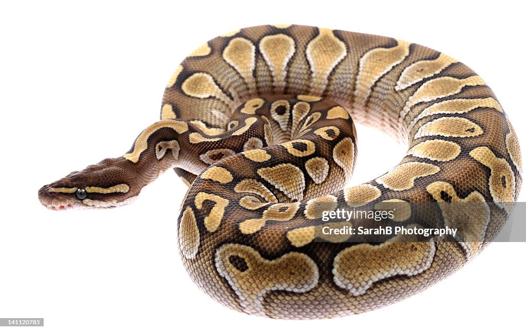 Python Royal Griffe Royal Python Snake High-Res Stock Photo - Getty Images