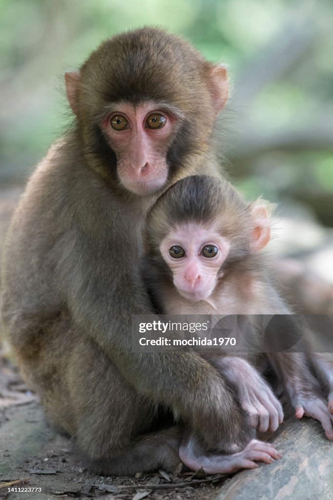 Snow Monkey