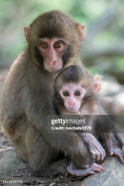 snow monkey - makak bildbanksfoton och bilder