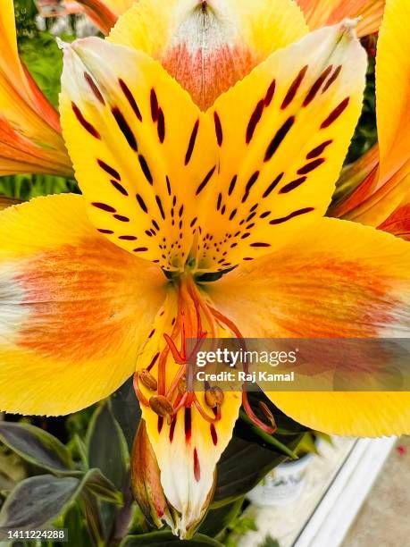 peruvian lily ((alstroemeria aurea) in full bloom and close up. - alstromeria stock pictures, royalty-free photos & images