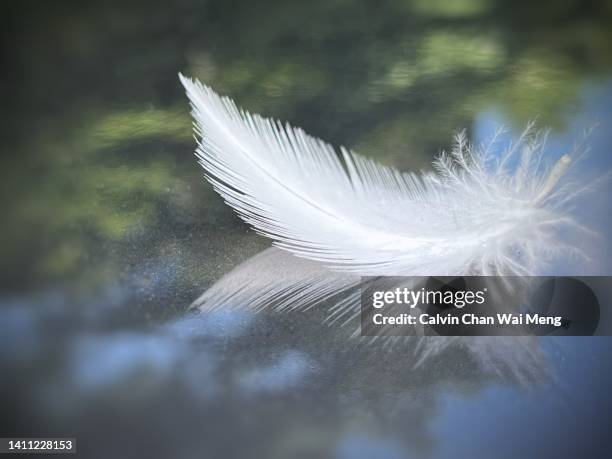 white feather - falling feathers stock pictures, royalty-free photos & images