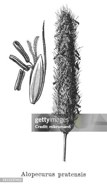 old engraved illustration of botany, meadow foxtail or the field meadow foxtail (alopecurus pratensis) - alopecurus stock pictures, royalty-free photos & images