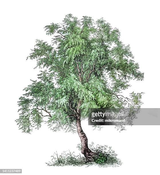 old engraved illustration of silver birch, warty birch, european white birch, or east asian white birch (betula pendula) - vårtbjörk bildbanksfoton och bilder