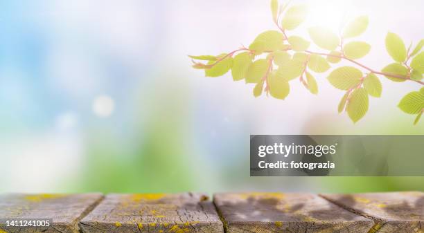 spring fresh branch against defocused natural background - blue wooden table stock-fotos und bilder