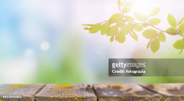 spring fresh branch against defocused natural background - gardien de but fotografías e imágenes de stock