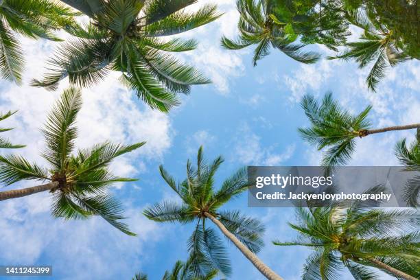 coconut palm trees under blue sky - palm trees looking up stock pictures, royalty-free photos & images