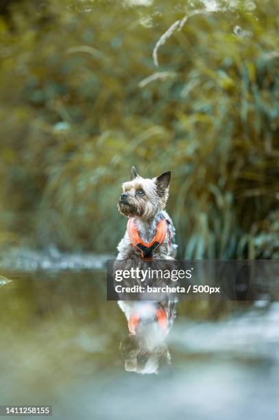 close-up of yorkshire terrier running in lake - yorkshire terrier playing stock pictures, royalty-free photos & images
