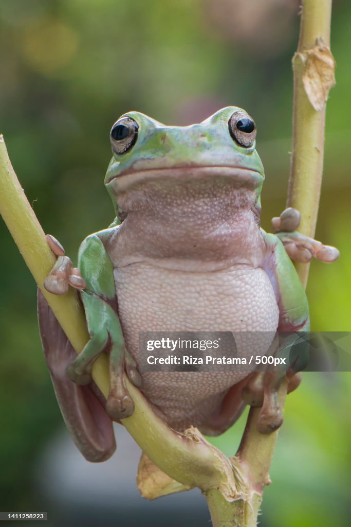 Close-up of tree red on twig,Bae,Jawa Tengah,Indonesia