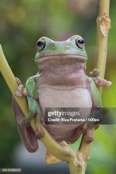 close-up of tree red on twig,bae,jawa tengah,indonesia - amphibian stock pictures, royalty-free photos & images