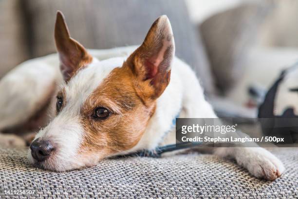 parson russell terrier in relaxed position - listening intently stock pictures, royalty-free photos & images