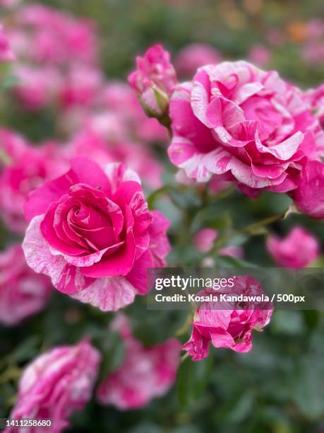 close-up of pink roses - red roses garden stock pictures, royalty-free photos & images