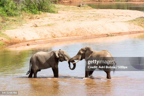 two elephants fighting over river,kruger national park,south africa - kruger national park south africa stock pictures, royalty-free photos & images