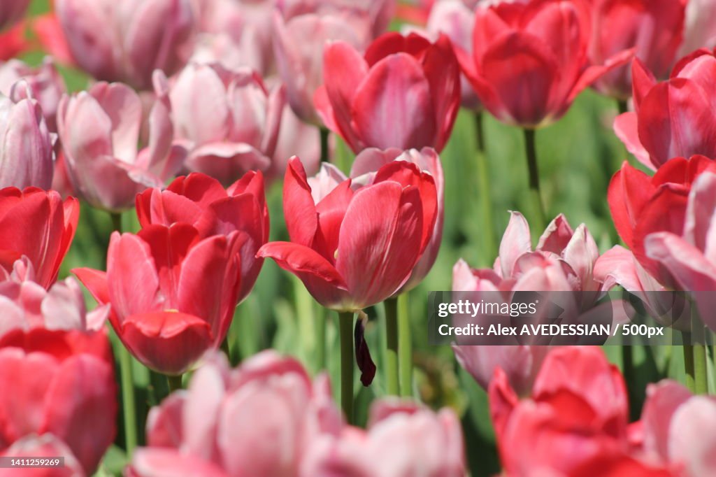 There are always flowers for those who want to see them,Toronto,Ontario,Canada