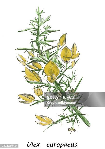 old chromolithograph illustration of botany - ulex, gorse, furze, or whin (ulex europaeus) - gorse stock pictures, royalty-free photos & images