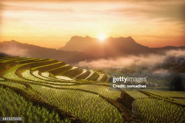 rice fields terraced in highland and sunset over mountain. - sa pa stockfoto's en -beelden