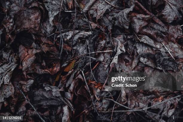 withered leaves on the ground in dim light - seasonal sadness stock pictures, royalty-free photos & images