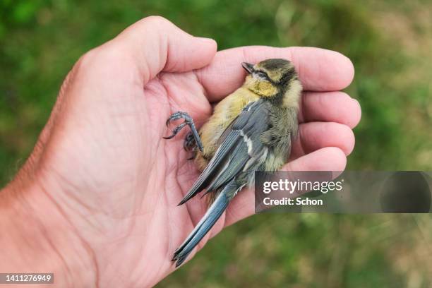 a hand holding an injured bird - warbler stock pictures, royalty-free photos & images