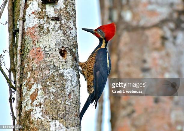pileated woodpecker making a nest in a tree trunk - galapagos finch stock pictures, royalty-free photos & images