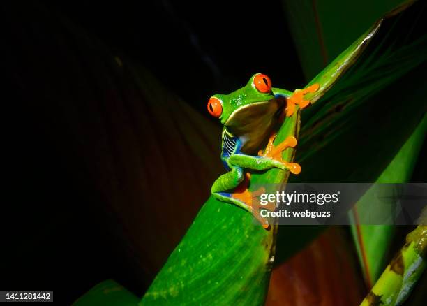 red-eyed tree frog at night on a plant leaf - costa rica wildlife stock pictures, royalty-free photos & images