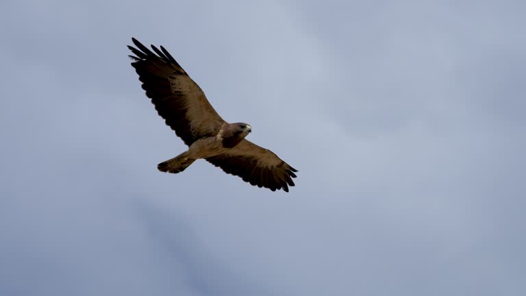 https://media.gettyimages.com/id/1411284865/video/swainsons-hawk-flying-through-the-sky-gliding-in-slow-motion.jpg?b=1&s=640x640&k=20&c=b0g-HcnRMYu2_8qWZgt6BDis8-21iKEjTCD0YVFuGQE=