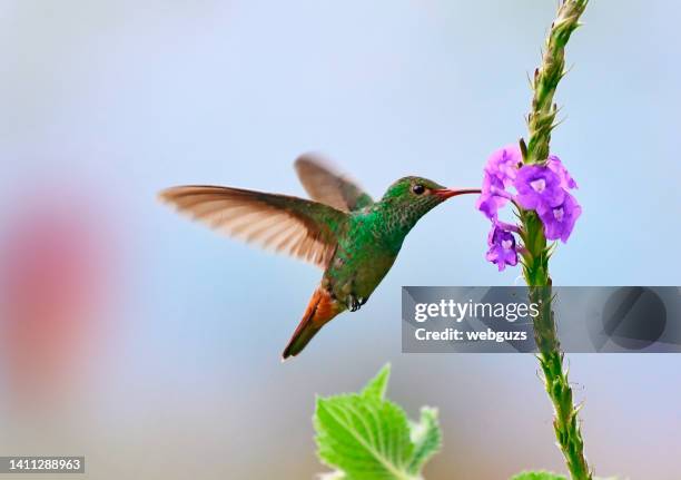 rufous-tailed kolibri im flug - hummingbirds stock-fotos und bilder