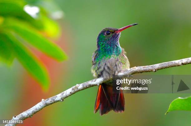 rufous-tailed hummingbird perching on a branch - birds and flowers stock pictures, royalty-free photos & images