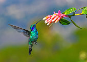 Lesser Violetear hummingbird in flight extracting nectar from a flower