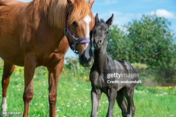 newborn black foal posing  at pasture  with mom. sunny day - caballo de pura raza fotografías e imágenes de stock