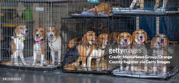Chino Hills, CA A few of the 200 beagles who were among 4,000 dogs freed from a Virginia breeding facility, sit in cages moments after the dogs...