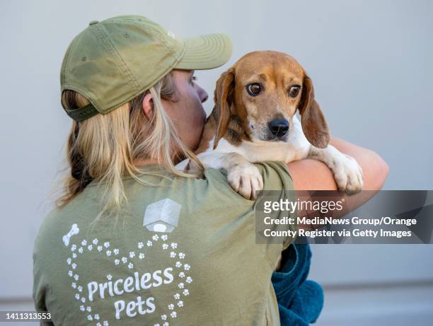 Chino Hills, CA Priceless Pets volunteer Andrea Haller of Rancho Cucamonga, carries one of the 200 beagles who were among 4,000 dogs freed from a...