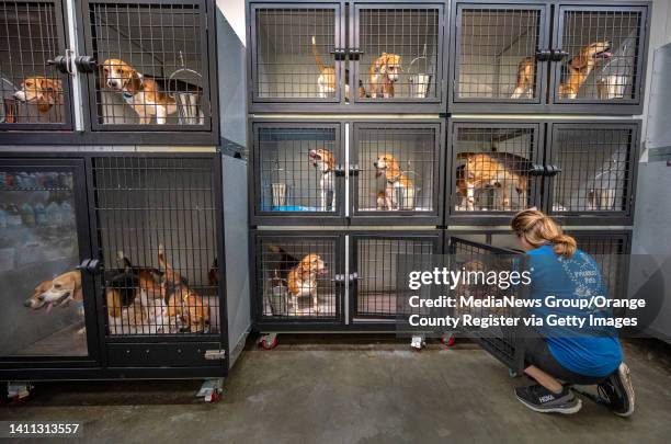 Chino Hills, CA Priceless Pets volunteer Mary Green of Chino Hills, places new collars on some of the 200 beagles who were among 4,000 dogs freed...