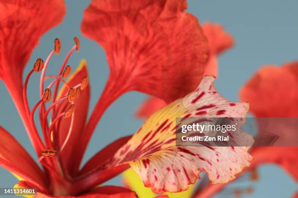 close-up of a royal poinciana flower (delonix regia) against bluish gray background - poinciana florida fotografías e imágenes de stock