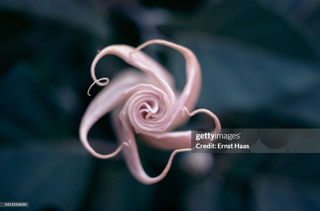 Sacred Datura