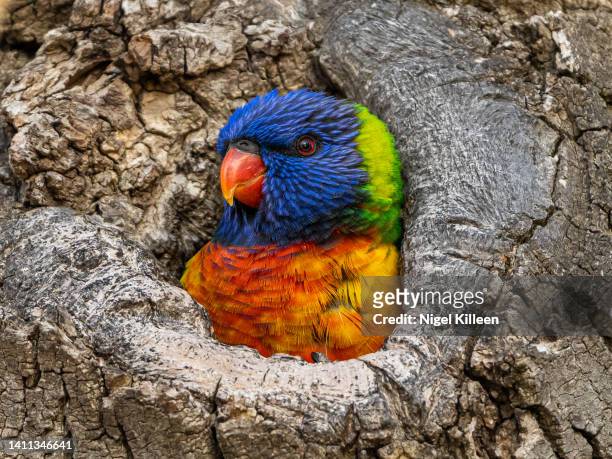 rainbow lorikeet - bright victoria australia stock pictures, royalty-free photos & images
