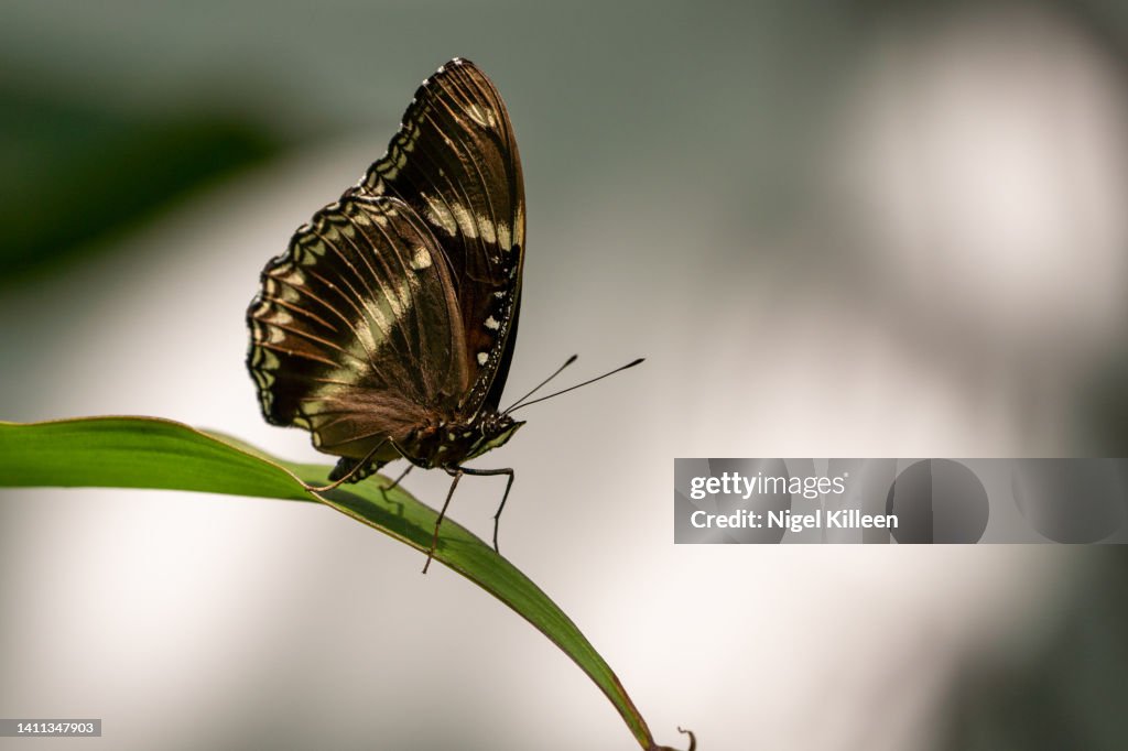 Cruiser Butterfly (Vindula arsinoe)