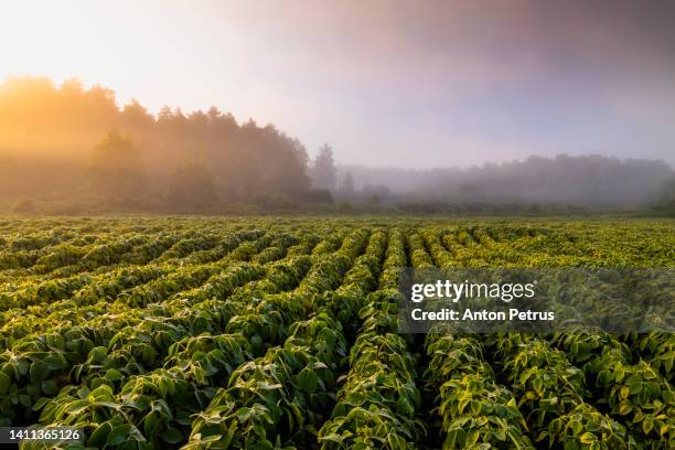 soybean close-up at sunset. agricultural landscape - ploughed field stock pictures, royalty-free photos & images