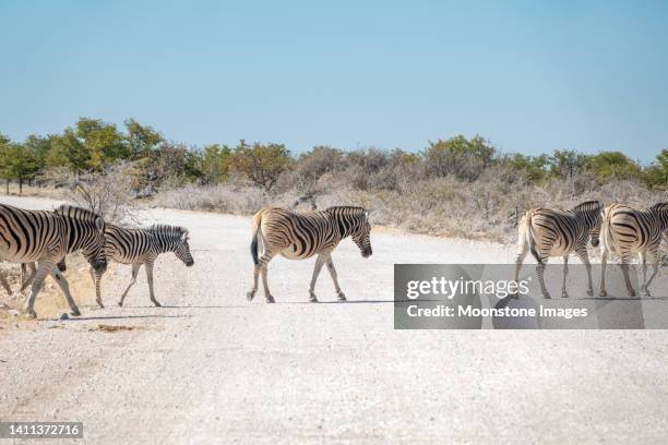 zebra at etosha national park in kunene region, namibia - plains zebra stock pictures, royalty-free photos & images
