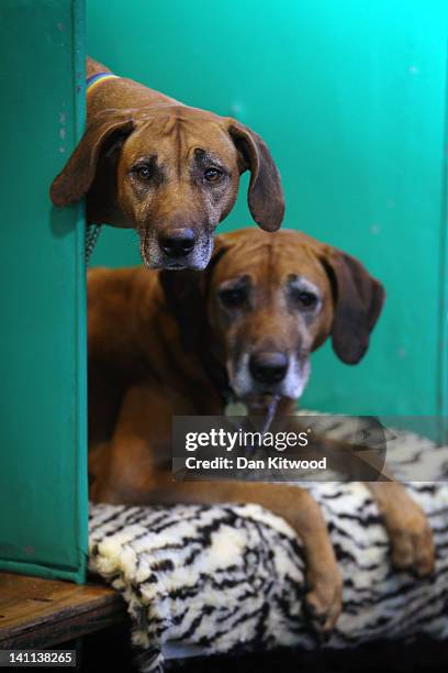 Rhodesian Ridgebacks sit in their kennels on the fourth and final day of Crufts at the Birmingham NEC Arena on March 11, 2012 in Birmingham, England....