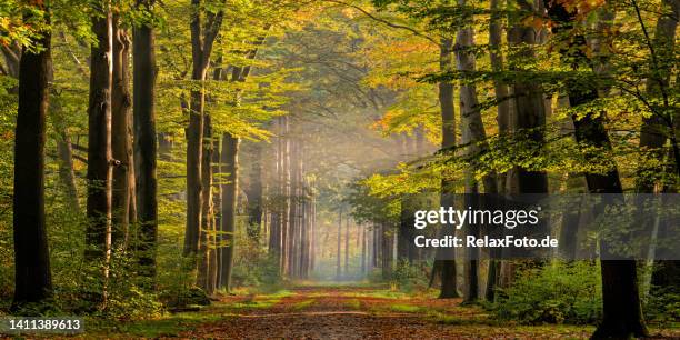 treelined footpath in morning fog in autumn colored forest - floresta imagens e fotografias de stock