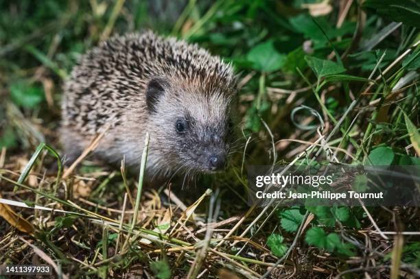 young hedgehog exploring a garden at night - hedgehog stock pictures, royalty-free photos & images