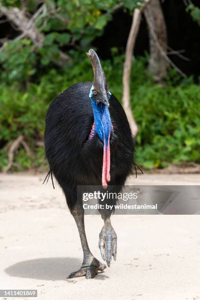 southern cassowary walking on a beach. - cassowary stock pictures, royalty-free photos & images