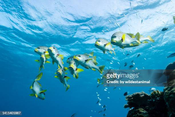 school of yellow banded sweetlips, great barrier reef marine park. - peixe tropical imagens e fotografias de stock