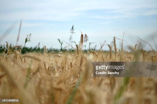 organic wheat and oat field - hafer stock-fotos und bilder