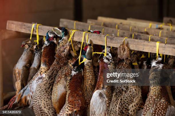hung up game birds - hanging death photos stock pictures, royalty-free photos & images