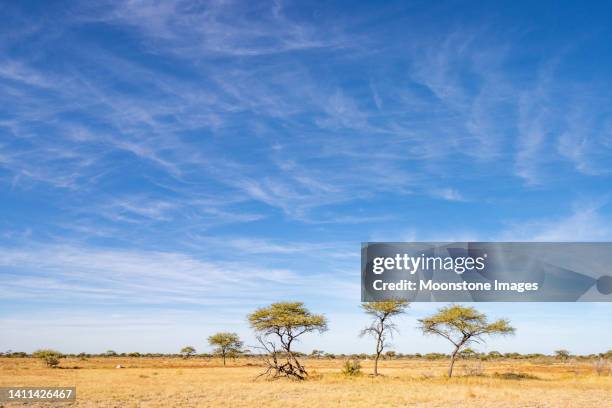 acacia trees at etosha national park in kunene region, namibia - etosha nationaal park stockfoto's en -beelden
