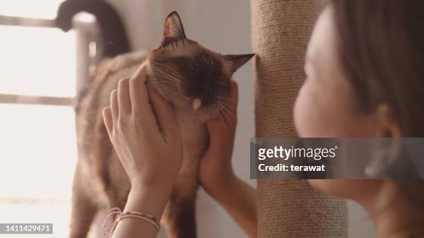 asian woman stroking and petting a cute cat on a scratching post. - miauwen stockfoto's en -beelden