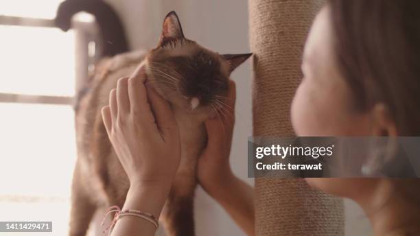 asian woman stroking and petting a cute cat on a scratching post. - meow stock pictures, royalty-free photos & images