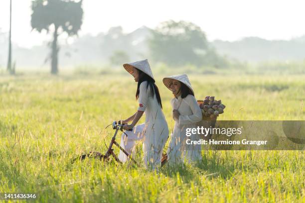 beautiful woman with vietnam culture traditional dress, ao dai and holding lotus on rice fields on terraced of mu cang chai, yenbai, rice fields prepare the harvest at northwest vietnam. - vietnam wall stock pictures, royalty-free photos & images