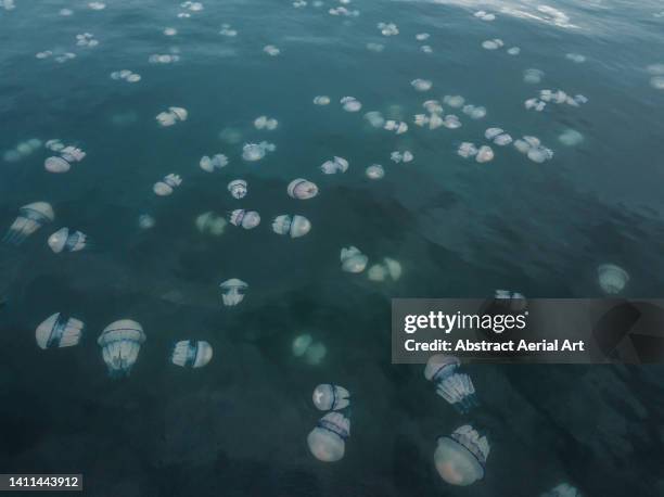 jellyfish in the gulf of trieste shot from a drone, italy - friuli foto e immagini stock