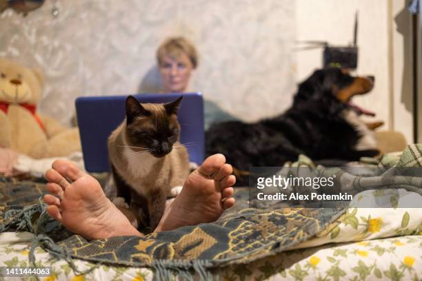 siamese cat and bernese mountain dog chilling on the bed with their owner, while she using laptop.  focus on a cat in the foreground, with woman defocused. - dog homework stock pictures, royalty-free photos & images